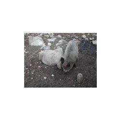 DSCN7195.JPG